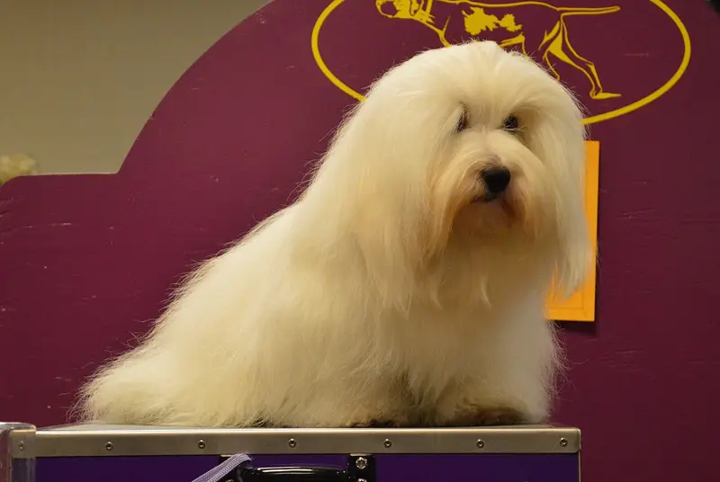 Photo of a Coton de Tulear