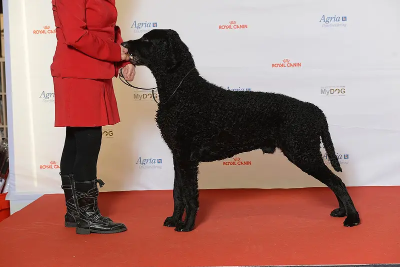 Photo of a Curly-Coated Retriever