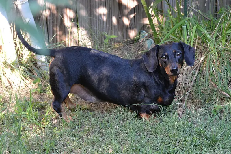 Photo of a Dachshund