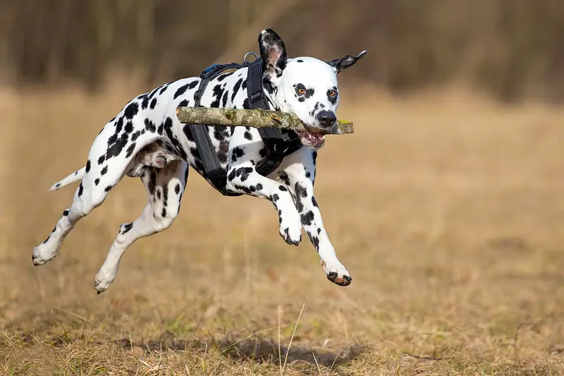 Photo of a Dalmatian