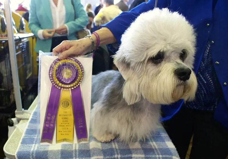 Photo of a Dandie Dinmont Terrier