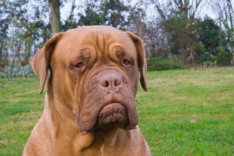 Photo of a Dogue de Bordeaux