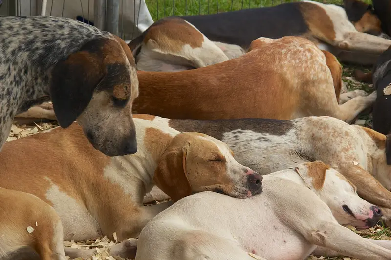 Photo of an English Foxhound