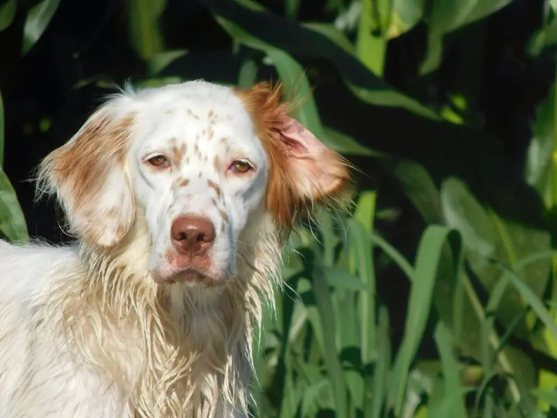 Photo of an English Setter