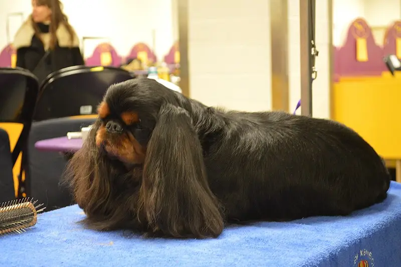 Photo of an English Toy Spaniel