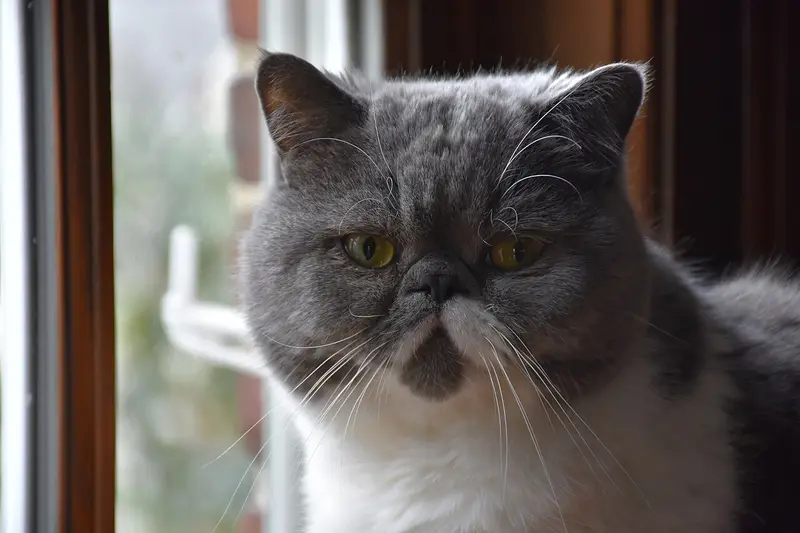 Gray and white Exotic Shorthair with a flat face and yellow eyes beside a window