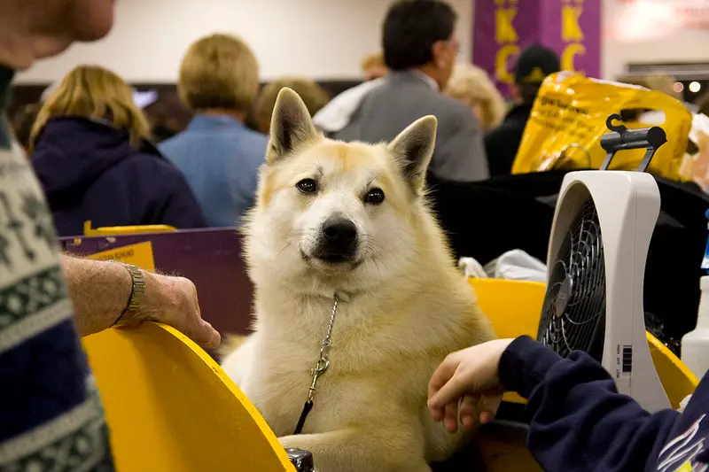 Photo of a Finnish Spitz