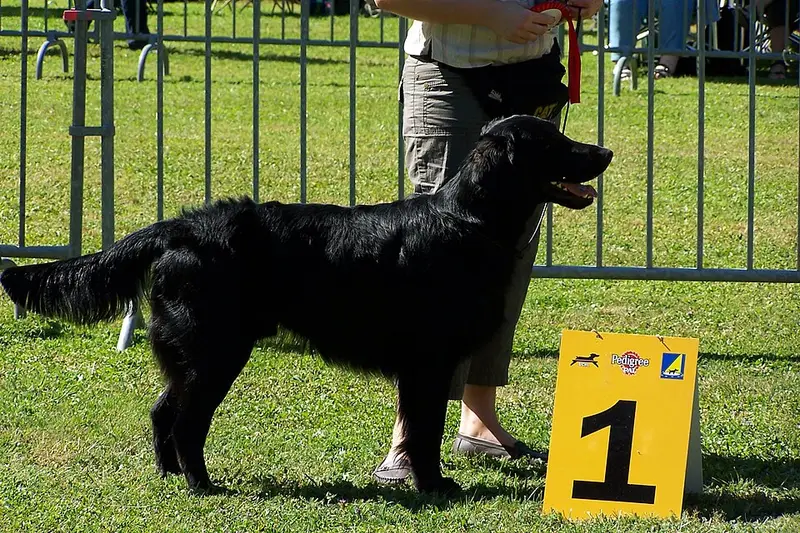 Photo of a Flat-Coated Retriever