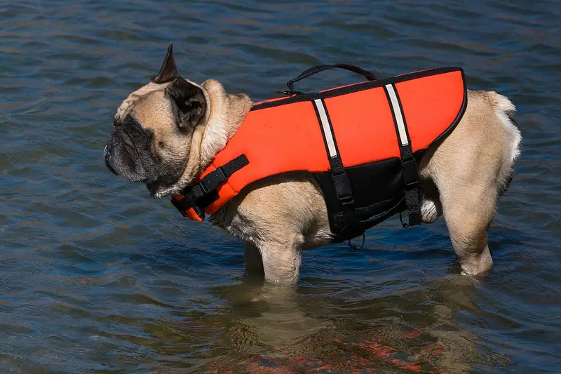 Photo of a French Bulldog