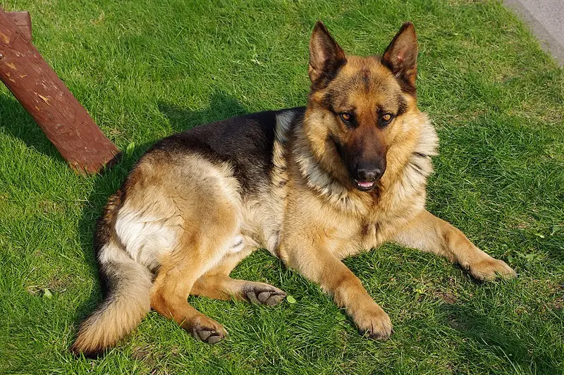 Photo of a German Shepherd Dog