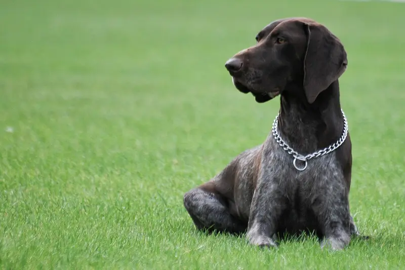 Photo of a German Shorthaired Pointer