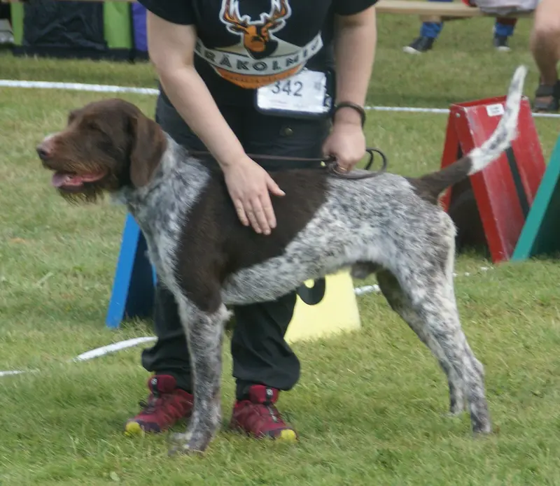 Photo of a German Wirehaired Pointer