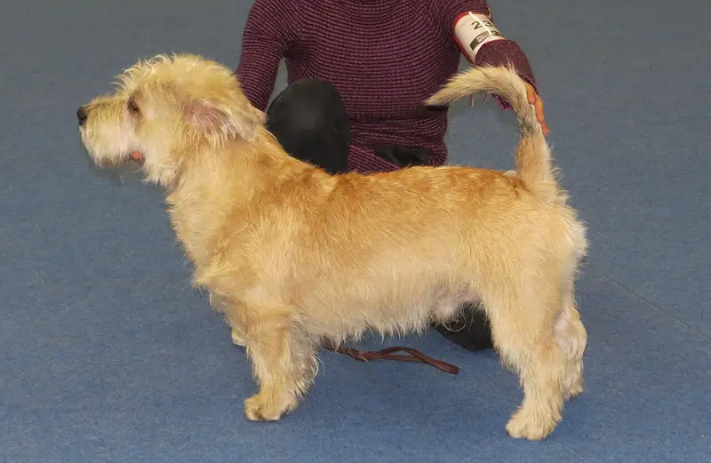 Photo of a Glen of Imaal Terrier