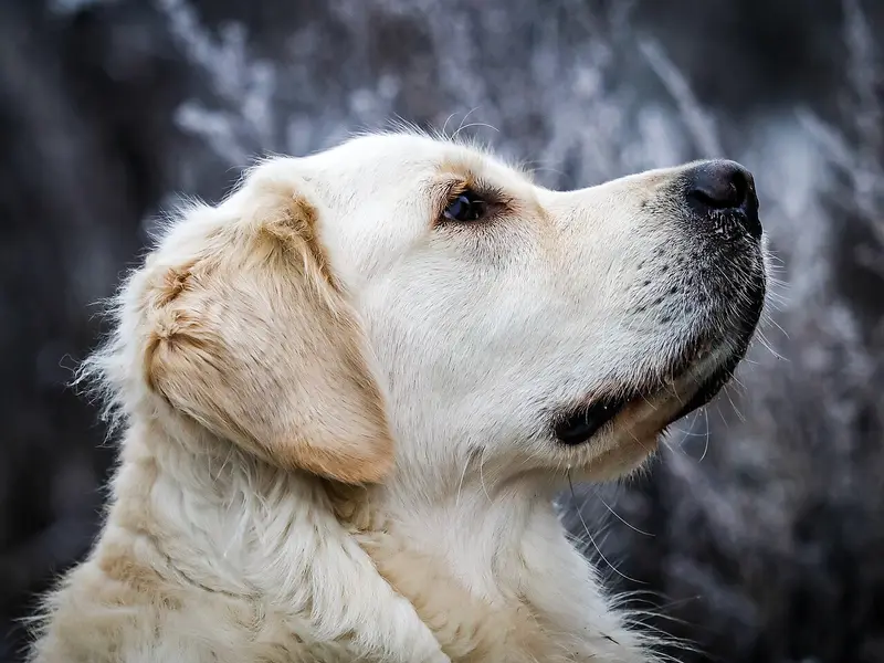 Photo of a Golden Retriever