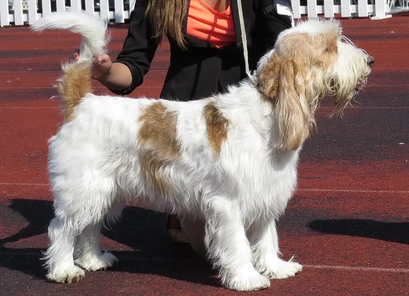 Photo of a Grand Basset Griffon Vendéen
