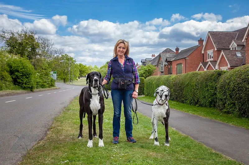 Photo of a Great Dane