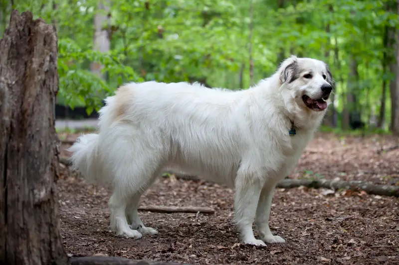 Photo of a Great Pyrenees