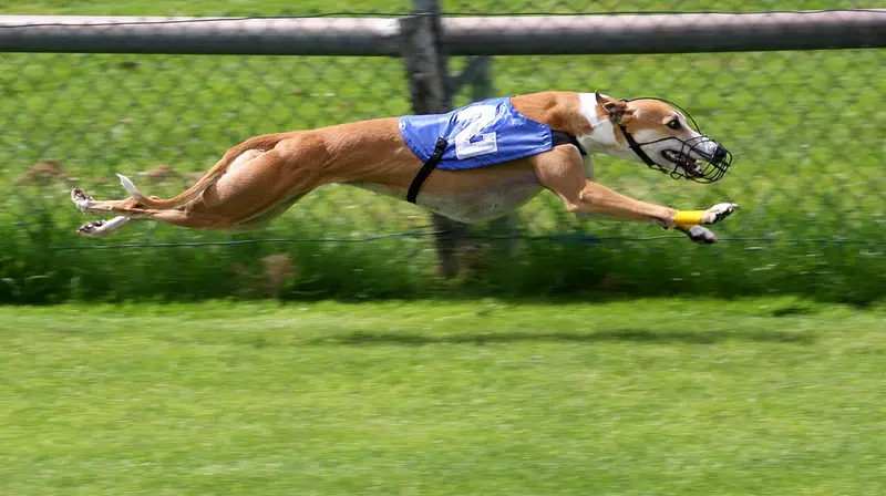 Photo of a Greyhound