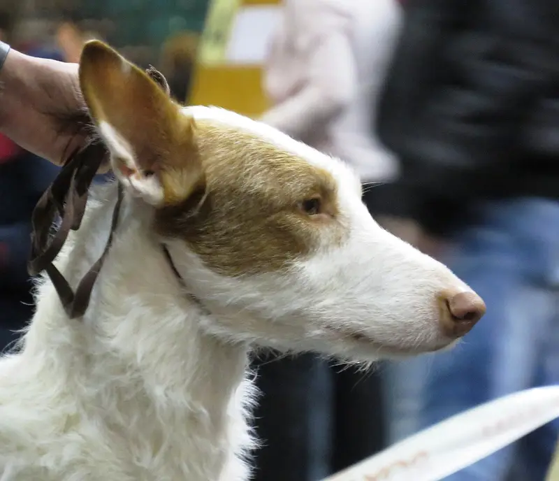Photo of an Ibizan Hound