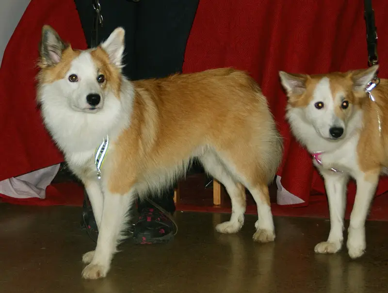 Photo of an Icelandic Sheepdog
