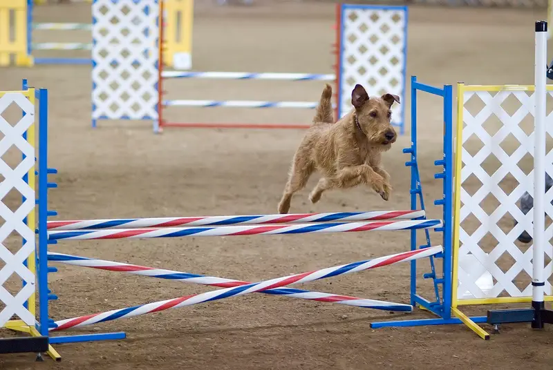 Photo of an Irish Terrier