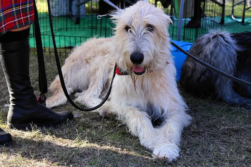 Photo of an Irish Wolfhound