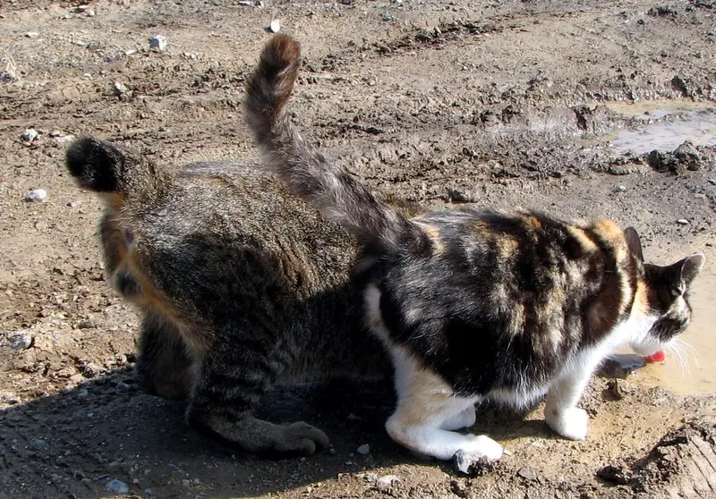 Photo of a Japanese Bobtail cat
