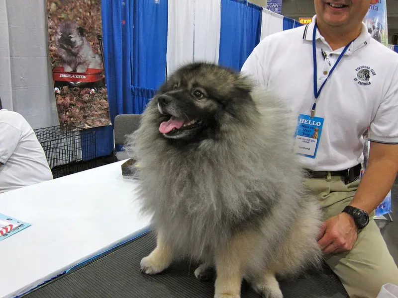 Photo of a Keeshond