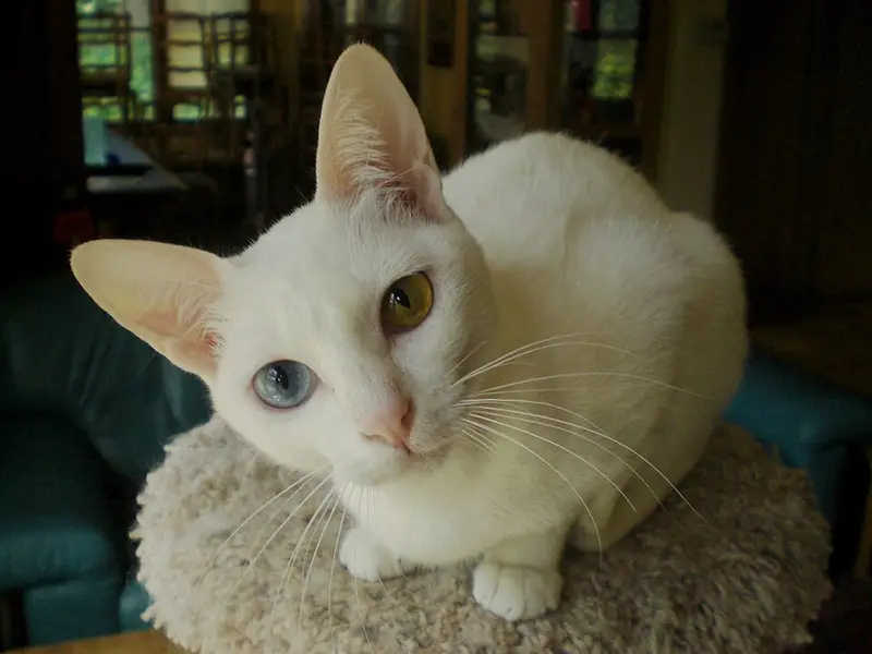 Photo of a Khao Manee cat