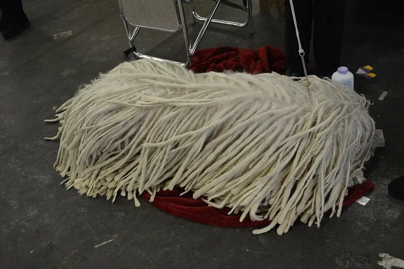 Photo of a Komondor