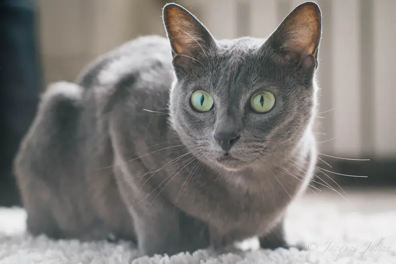 Photo of a Korat cat