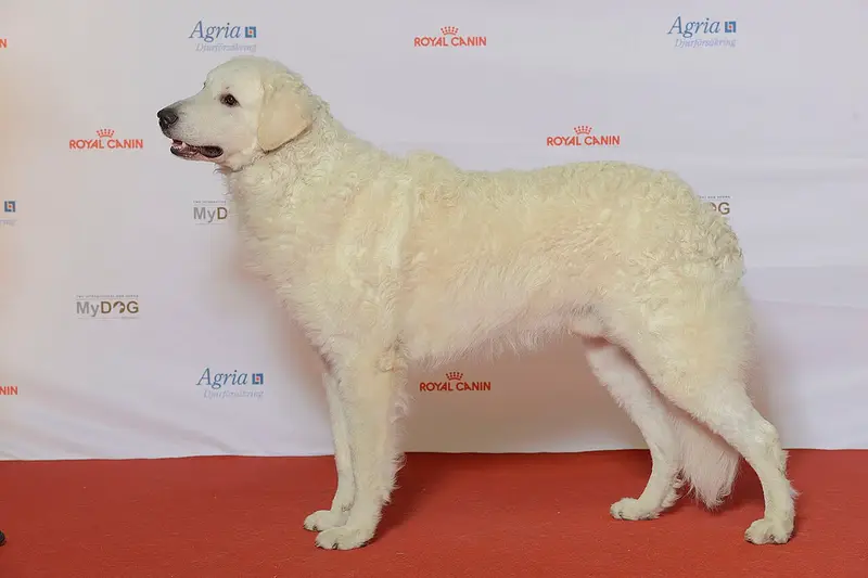 Photo of a Kuvasz
