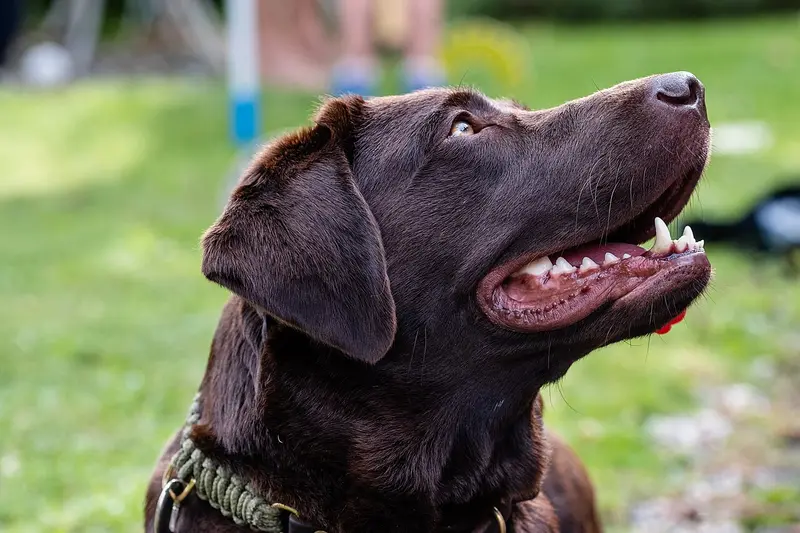 Photo of a Labrador Retriever