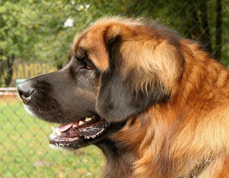 Photo of a Leonberger