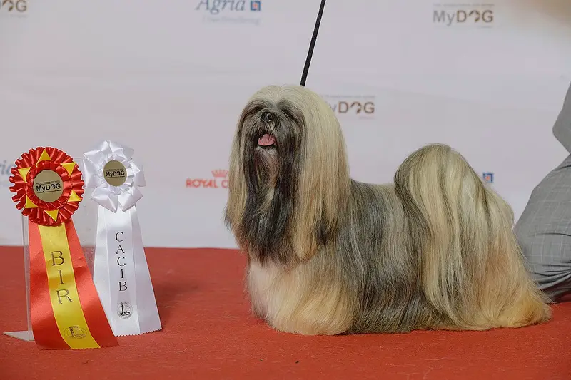 Photo of a Lhasa Apso