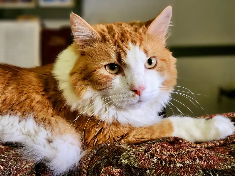 Orange and white Maine Coon looking toward the camera from a patterned cushion