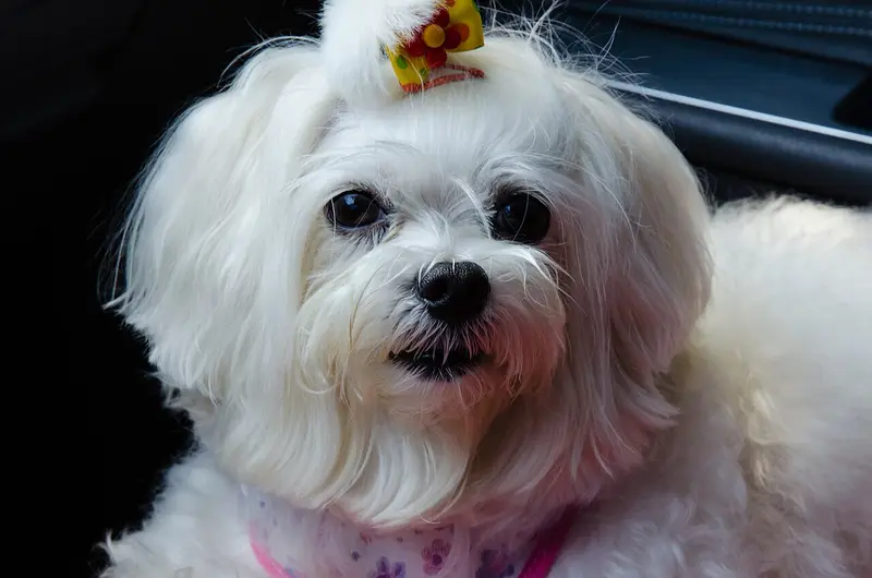 Photo of a Maltese