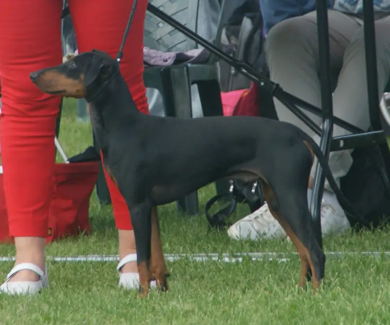 Photo of a Manchester Terrier (Standard)