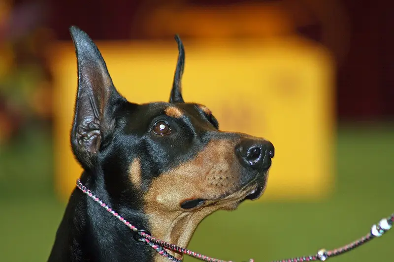 Photo of a Manchester Terrier (Toy)