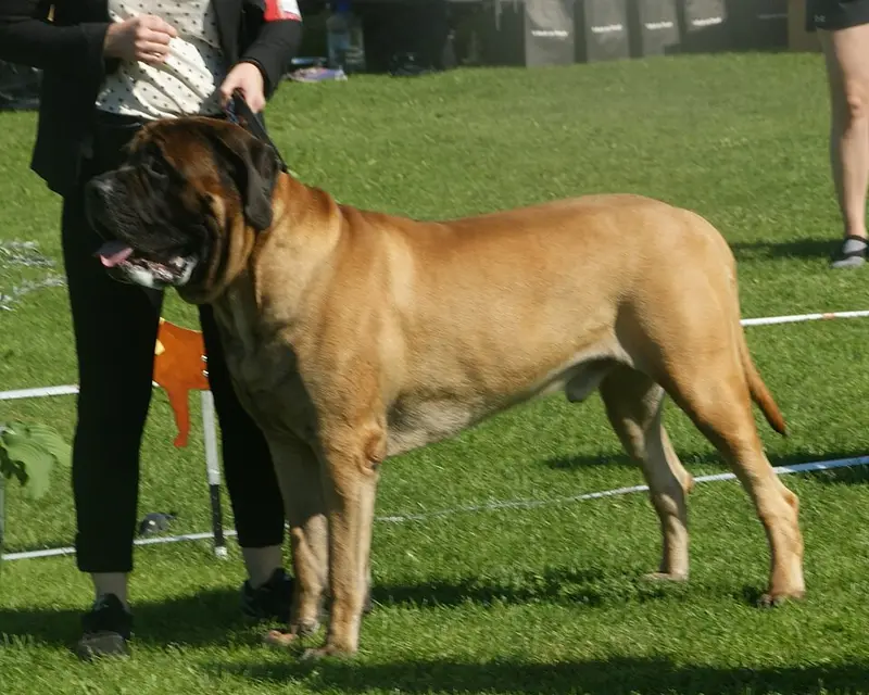 Photo of a Mastiff