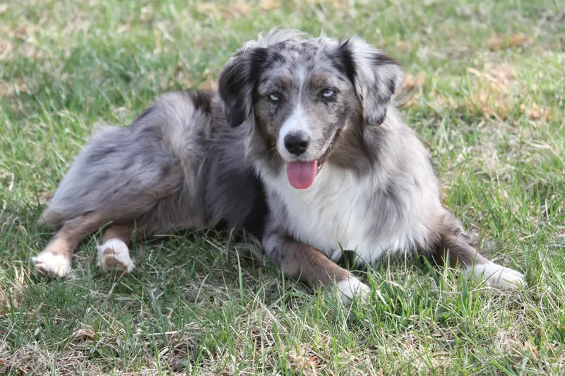 Photo of a Miniature American Shepherd