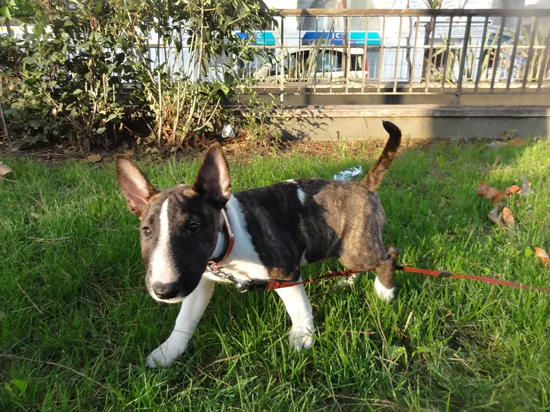 Photo of a Miniature Bull Terrier