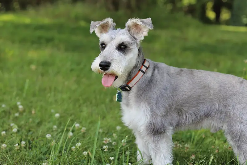 Photo of a Miniature Schnauzer