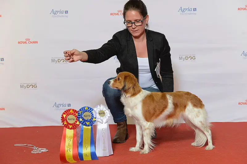 Photo of a Nederlandse Kooikerhondje