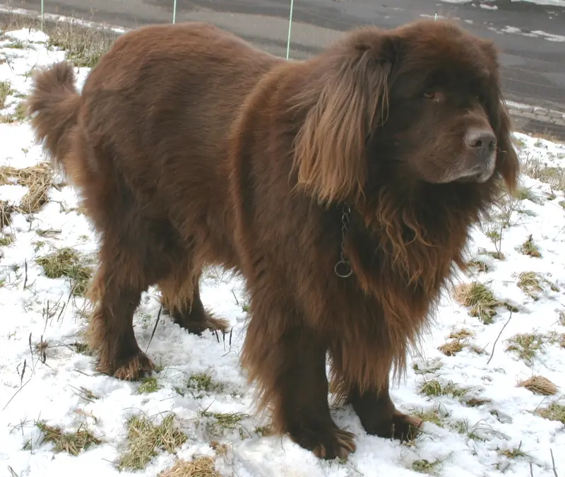 Photo of a Newfoundland