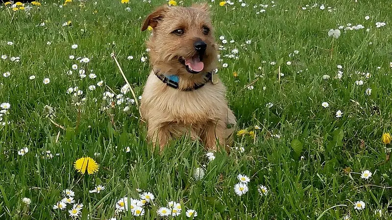 Photo of a Norfolk Terrier