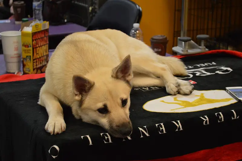 Photo of a Norwegian Buhund