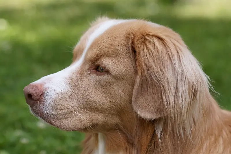 Photo of a Nova Scotia Duck Tolling Retriever