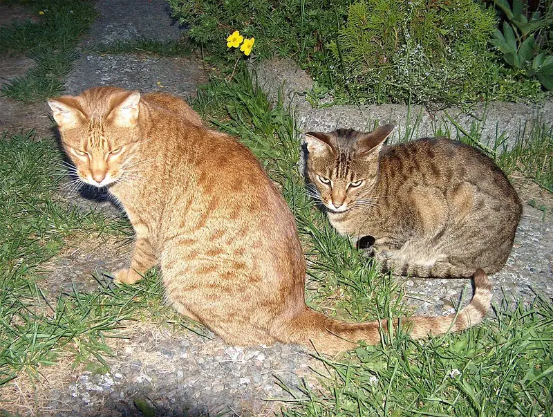 Photo of an Ocicat