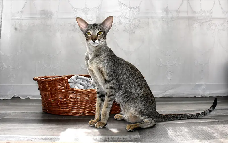 Photo of an Oriental cat